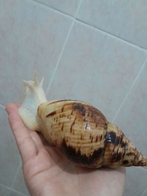 Axatina retikulyata albinoz (-14sm)