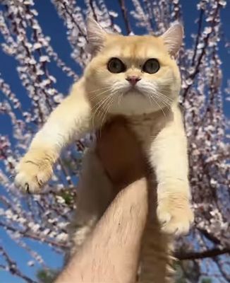 Продам кота золотистая Шиншила