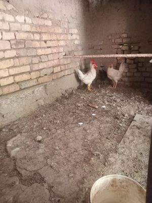 Xurozlar sotiladi 4 dona