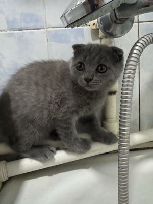 Продается котенок фолд