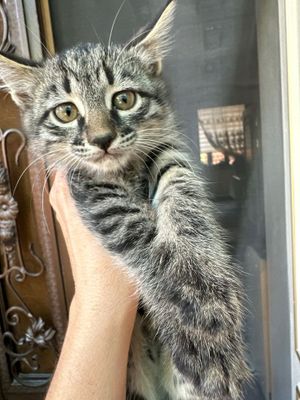 Кошечка девочка в лобрую семью