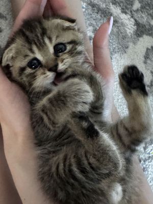 Котенок скотиш фолд