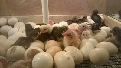 Инкубаторлар 120 талик