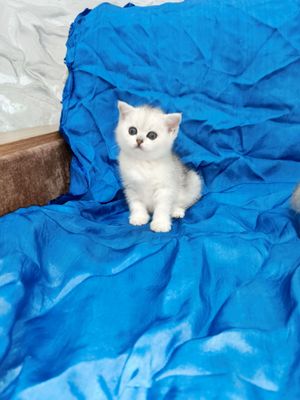 Продаётся серебристая шиншилла девочка