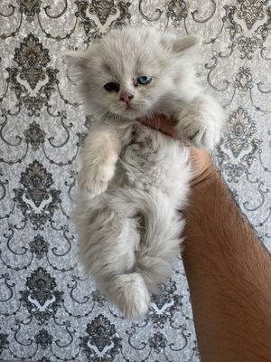 Мушук сотилади киз 1.5 ойлик