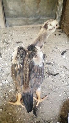Империа шамо жўжалари сотилади бир жойда
