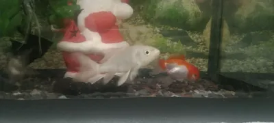 Kameta baliqlar sotiladi