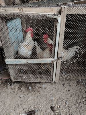 Продам петухов.домашних