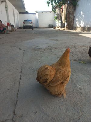 Karlik tovuq sotiladi