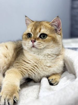 Zolotaya shinshilla