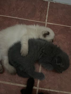 Скотиш фолд vs скотиш страйт