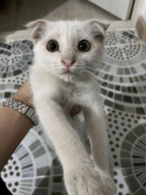 skottish fold / скоттиш фолд