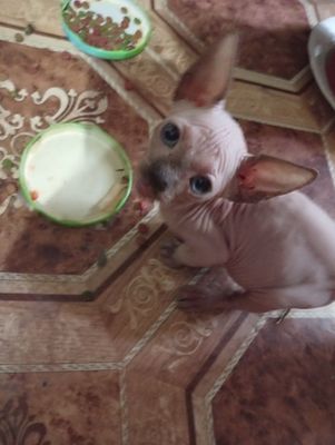 Продам котят сфинкс