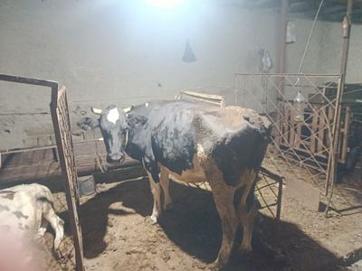Buqa va Sigir Sotiladi 20 mln dan 40 mlngacha