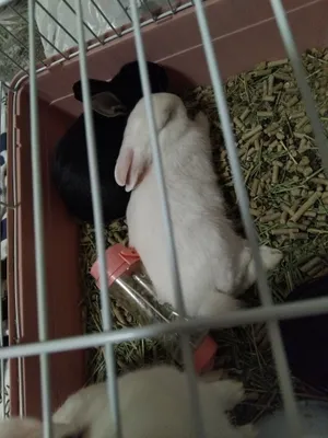 Karlik quyonlar uy ichida boqsa bo'ladi domda ham boqsa bo'ladigan