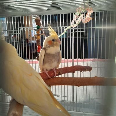 Попугай корелла прирученный