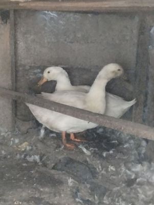 Ordaklar sotiladi 2 dona