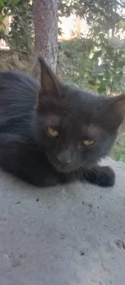 Кошка молодая черного цвета, отдам в хорошие руки бесплатно