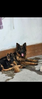 Продается щенок немецкой овчарки