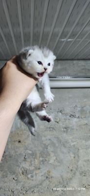 Продам котят фолд и котят страйт