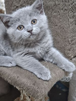 Продаются скоттиш страйт