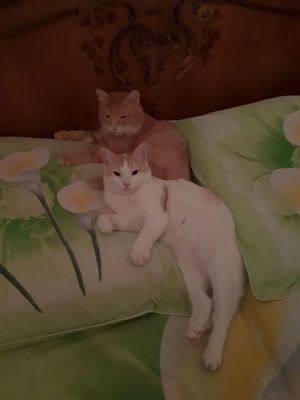 Передержка для кошек