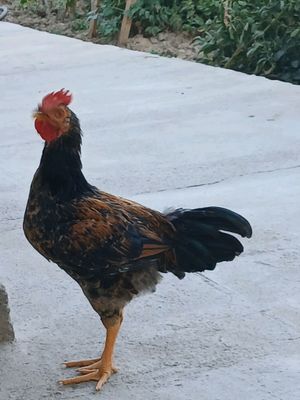 joja horoz sotiladi narhi 300 ming