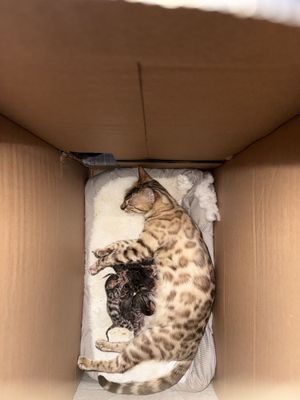 Бенгальские котята