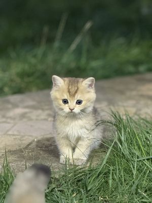 Мушуклар сотилади Продаются котятя