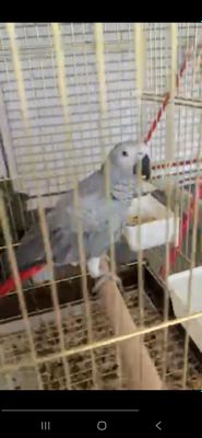 Жако попугай ручной гапиради
