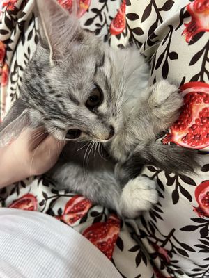 бесплатно котенок девочка