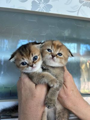 Котенок шиншила вислоухая