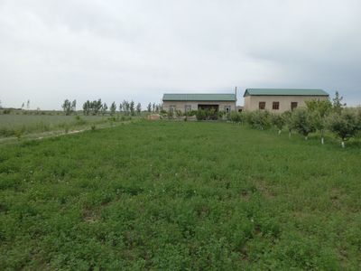 Romitan tumanida joylashgan 15 sotixli hovli tezda sotiladi