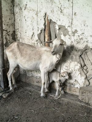 Zotli Zanen echki sutli sotiladi