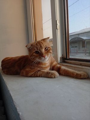 Shatlaniskiy mushuk sotiladi