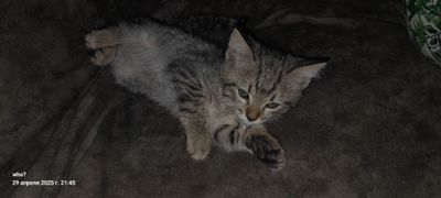 Отдам котят в хорошие руки