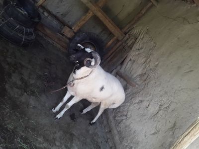 Toza 3 yoshar juda katta qőchqor sotiladi
