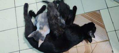 Отдам домашних котят