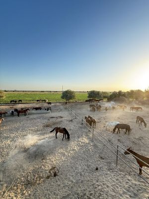Otlar bor hammasi mingi kelib kurib savdo qilamiz