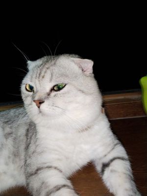 Вязка кот Шиншилла