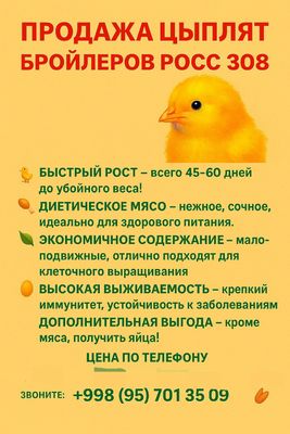 Цыплята бройлеры