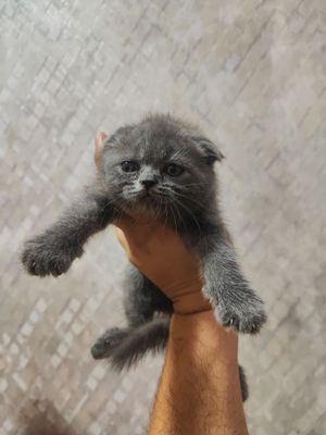 Продаются котята Скотиш фолд, Скотиш страйт