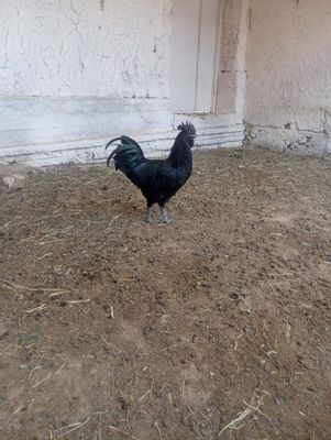 5 oylik toza uxeyli zotli joʻja xoʻrozlar sotiladi.