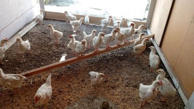 90 134 22 24 sotiladi yeb ichishi sogʻlom zõr50 ta