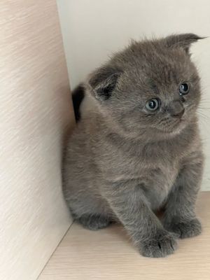 Кошка пародистая