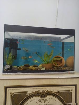 Akvarium sotiladi 50 Litr 6 mm