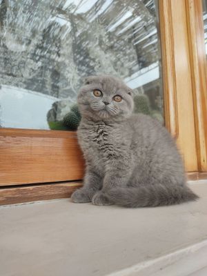 Scottish fold 2 oyli qiz