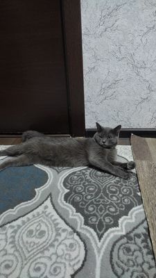 Вязкага киз мушуклани таклиф киламиз
