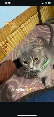 Skold Shfold mushuk sotiladi