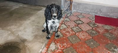 Продам спаниель spaniel собака кучук ит